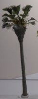 Californisk palme, ca. 78 mm