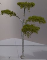 Gummitræ, ca. 70 mm